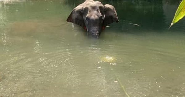 A pregnant elephant died- a tragedy or mere politics?