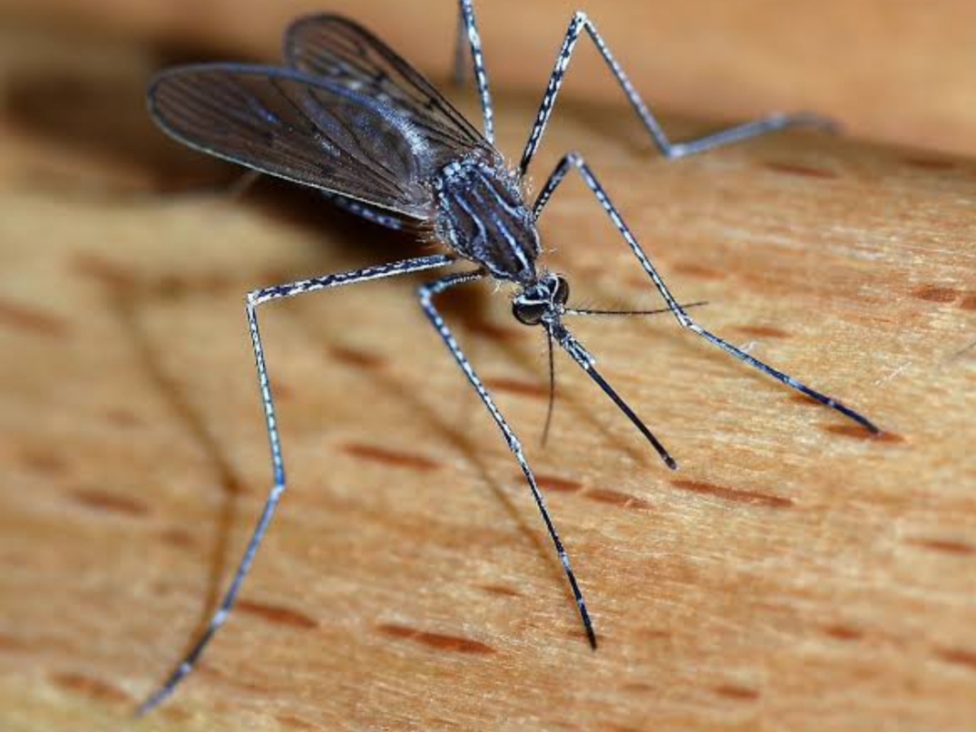 Mosquitoes cannot spread the novel coronavirus