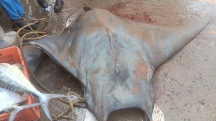 Huge sea fish caught by Jaleswar fishermen at Digha coast