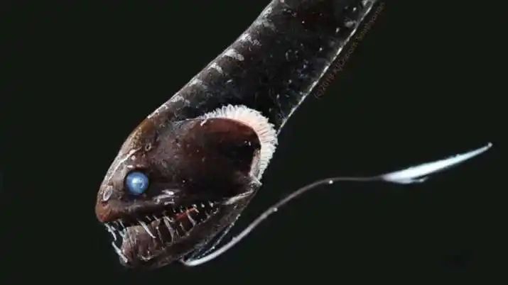 The ultra-black Pacific blackdragon capable of soaking all radiations