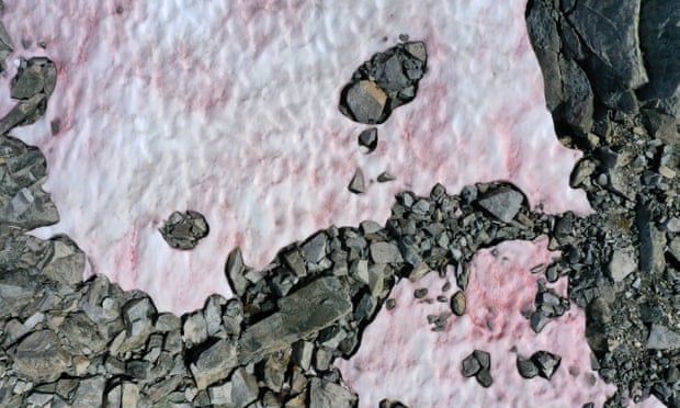 Pink Ice on the Italian Alps due to algae.