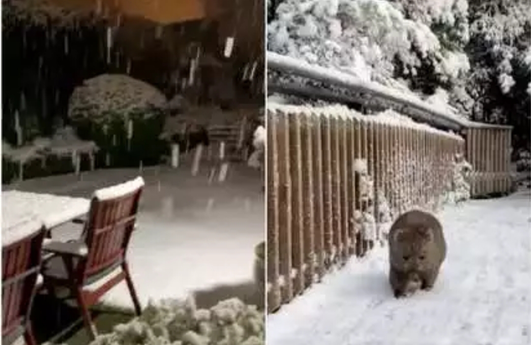 Snowfall after 25 years in Tasmania