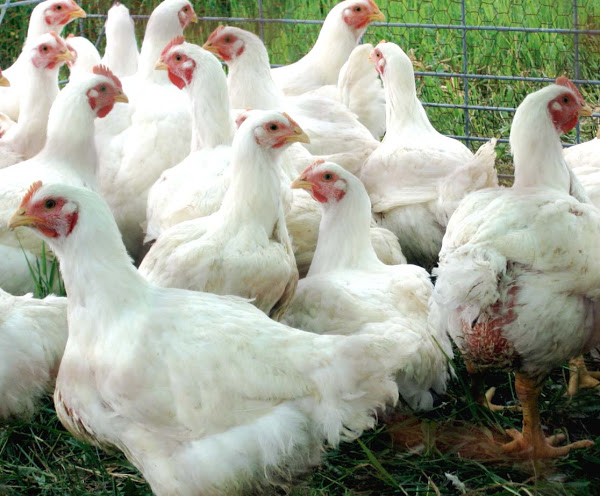 Poultry Research Institute in Namakkal