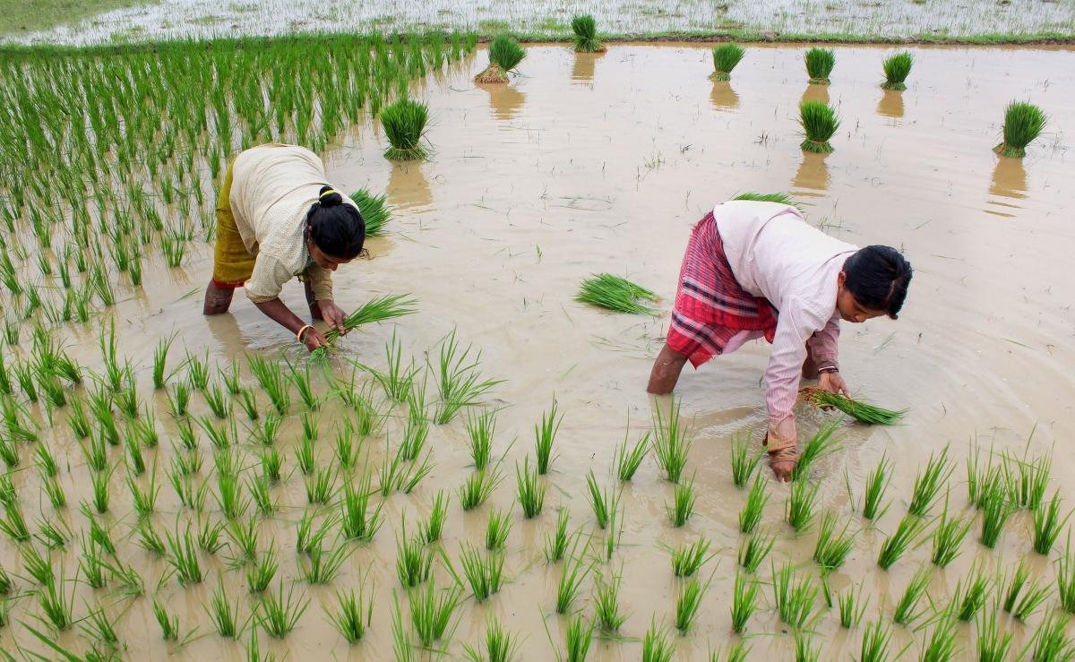 Good Rainfall has brought goodness to the Agro-Sector for Kharif Crops