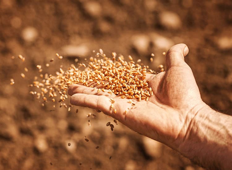 IIT Kanpur develops BEEG seed balls