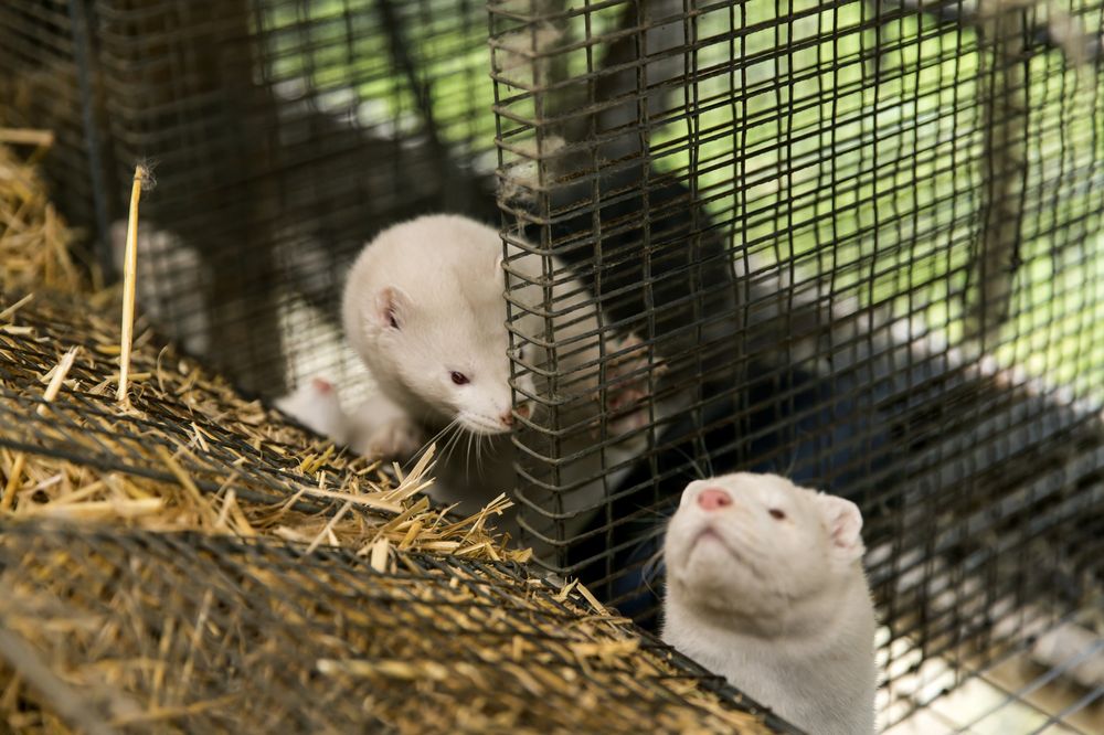 Denmark to kill up to millions of minks