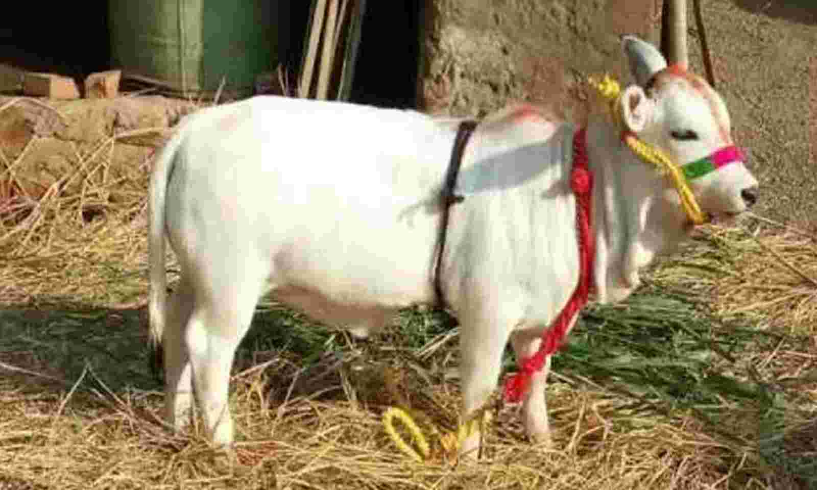 Punganur cow a sign of extinction