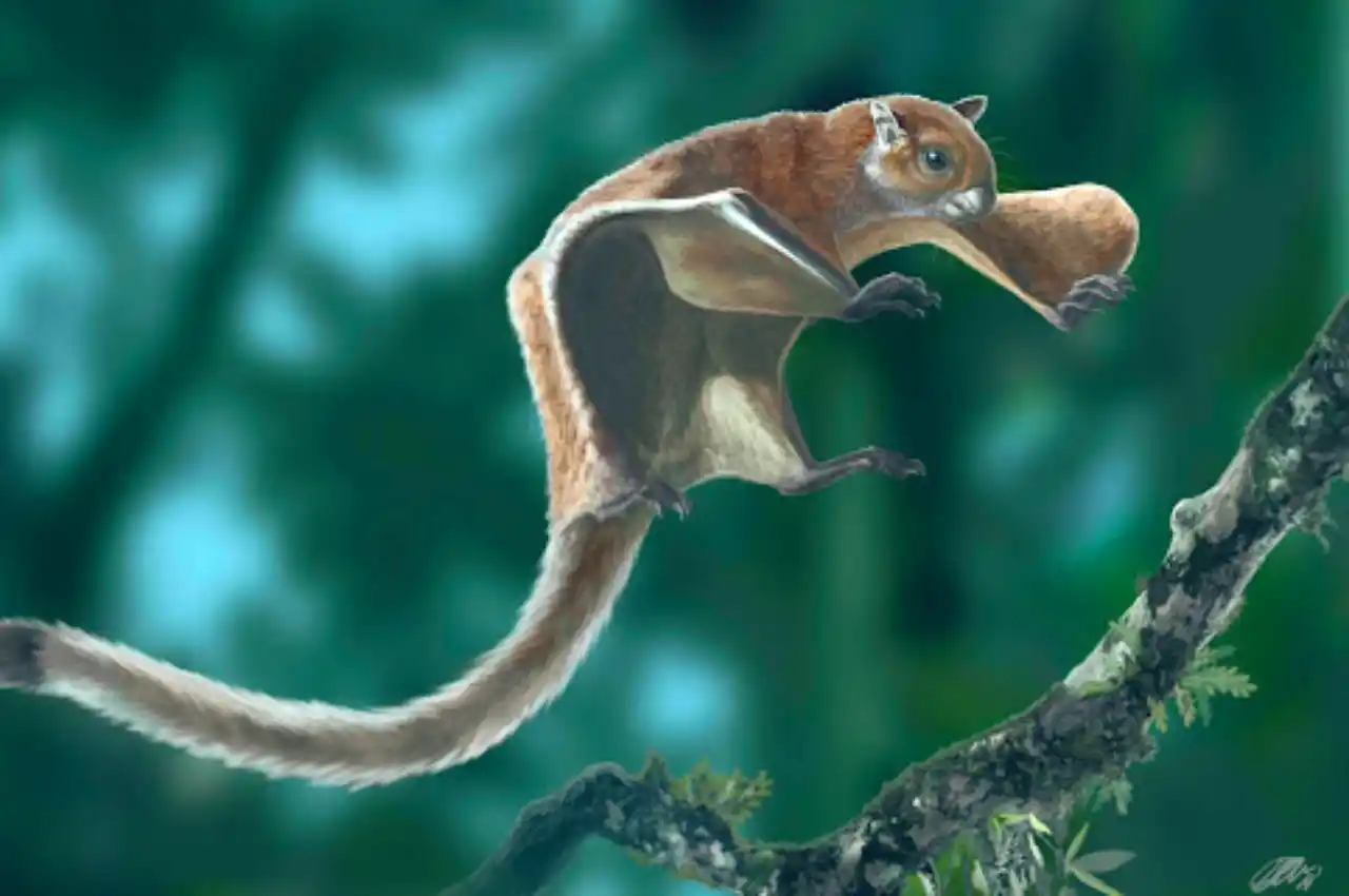 Study finds 5 species of flying squirrels in Uttarakhand