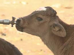 A Karnataka farmer complains to the police about his cattle not giving milk Sidlipura, Karnataka: