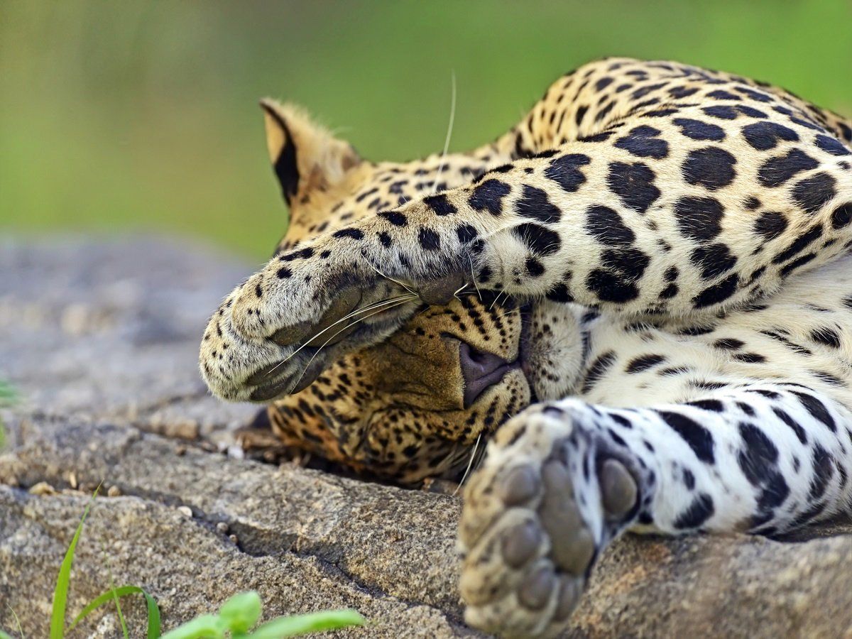 MP’s woman rescued her son from the leopard attack