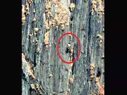How Kerala trekker R Babu’s pluck made Army’s task easier